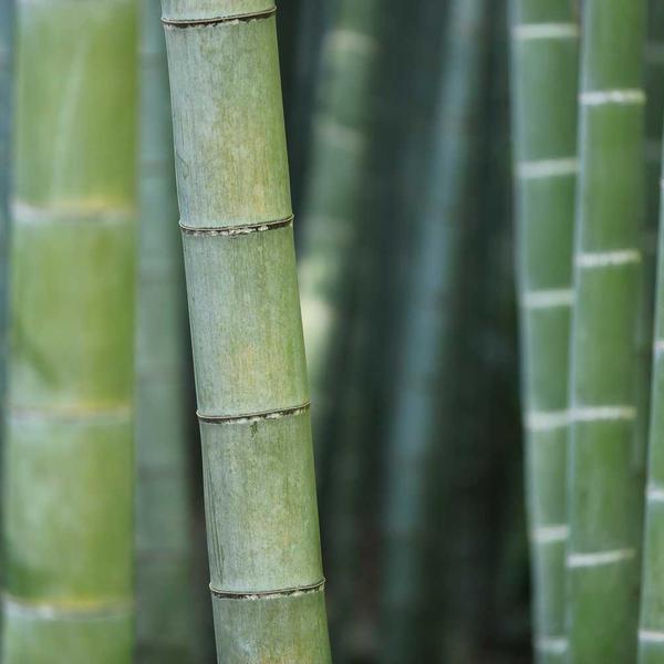 射入粉嫩00后初中生91海报